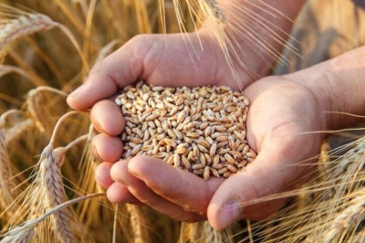 مدیر جهاد کشاورزی شهرستان دهلران از پیش بینی برداشت ۲۳۰ هزار تن گندم در شهرستان دهلران خبر داد.